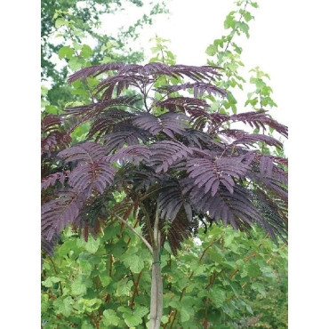 ALBIZIA julibrissin SUMMER CHOCOLATE