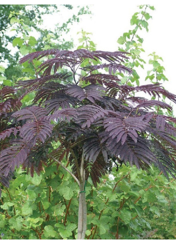 ALBIZIA julibrissin SUMMER CHOCOLATE