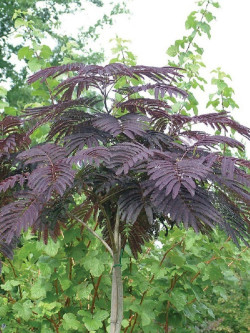 arbre-a-soie-summer-chocolate-albizia-julibrissin-summer-chocolate-2.jpg