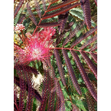 ALBIZIA julibrissin EVEY'S PRIDE