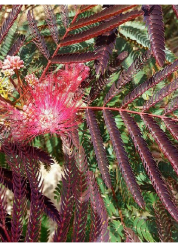 ALBIZIA julibrissin EVEY'S PRIDE