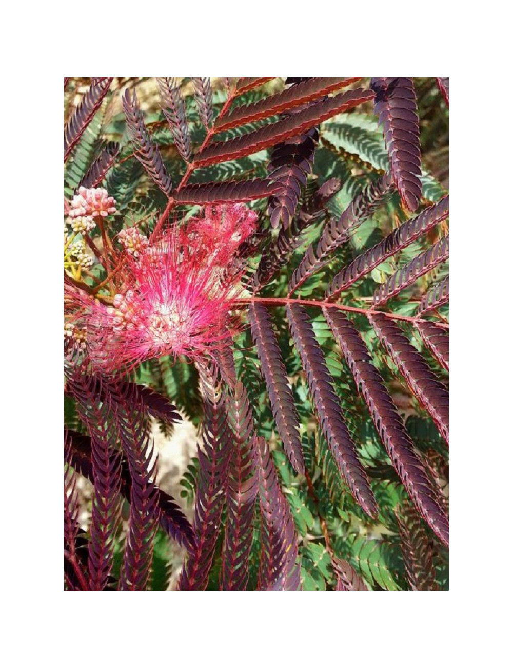 ALBIZIA julibrissin EVEY'S PRIDE