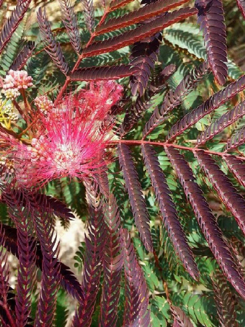 arbre-a-soie-eveys-pride-albizia-julibrissin-eveys-pride.jpg