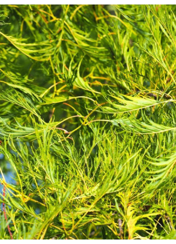 ALNUS glutinosa IMPERIALIS