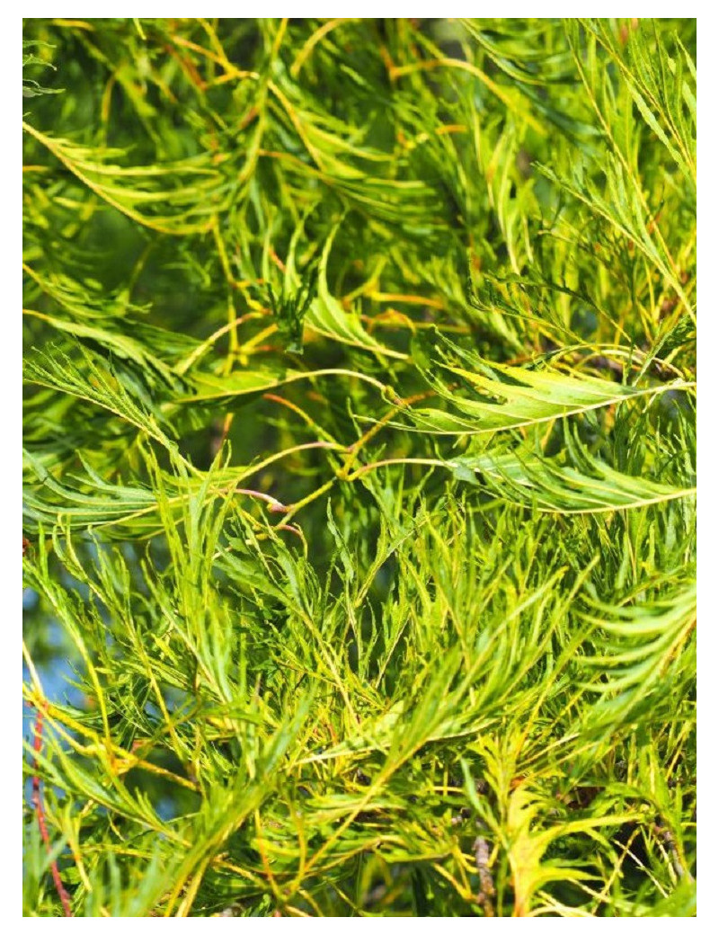 ALNUS glutinosa IMPERIALIS