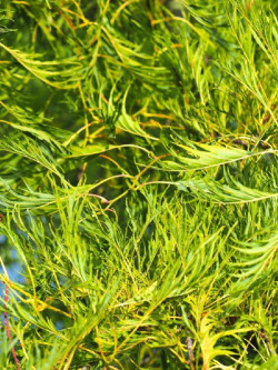 ALNUS glutinosa IMPERIALIS