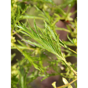 ALNUS glutinosa IMPERIALIS