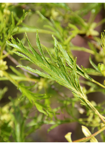 ALNUS glutinosa IMPERIALIS