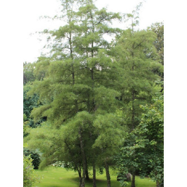 ALNUS glutinosa IMPERIALIS