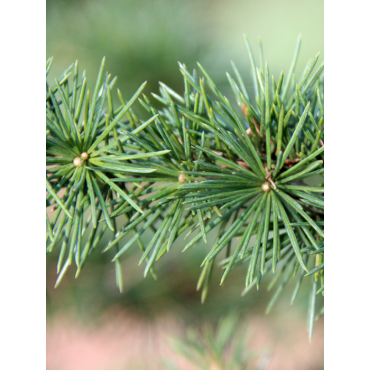 CEDRUS atlantica