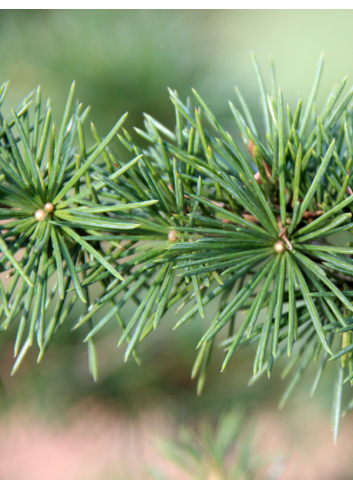 CEDRUS atlantica