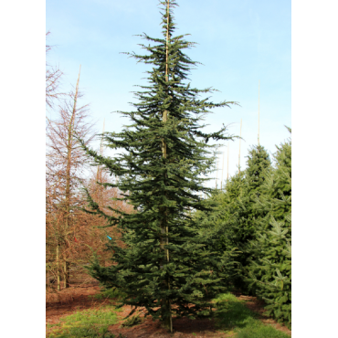 CEDRUS atlantica