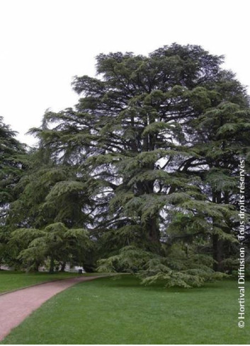 CEDRUS libani