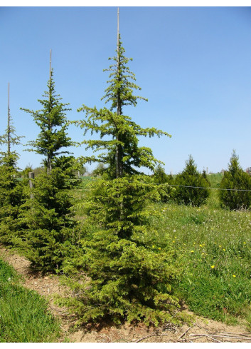 CEDRUS libani