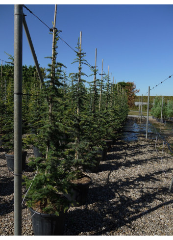 CEDRUS libani En pot de 35-50 litres