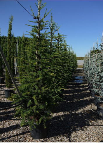 CEDRUS atlantica En pot de 35-50 litres