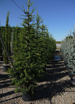 CEDRUS atlantica En pot de 35-50 litres hauteur 175-200 cm