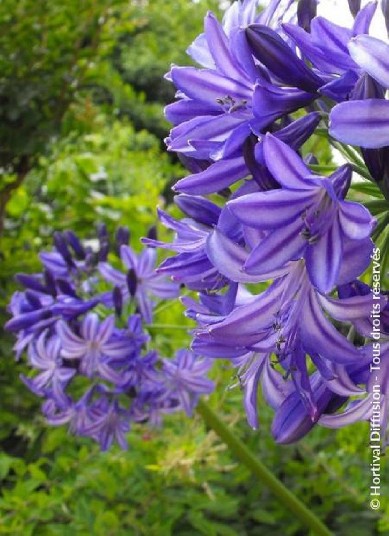 AGAPANTHUS NORTHERN STAR