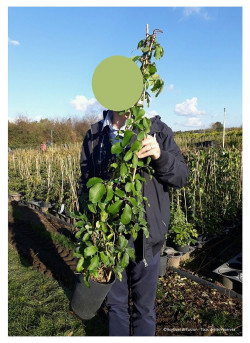 AKEBIA quinata En pot de 4-5 litres hauteur 080-100 cm