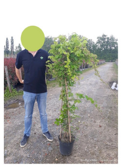 AKEBIA quinata En pot de 10-12 litres hauteur 100-150 cm