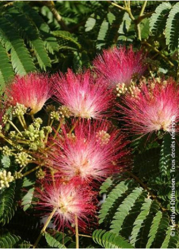 ALBIZIA julibrissin OMBRELLA