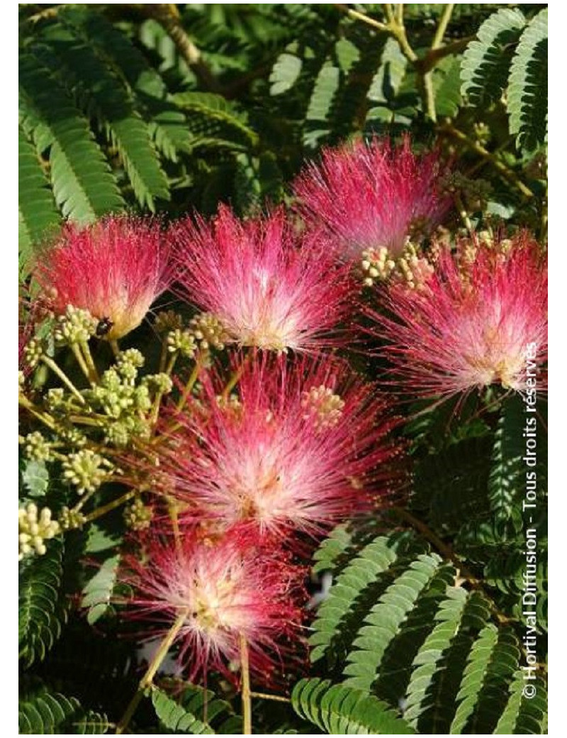 ALBIZIA julibrissin OMBRELLA