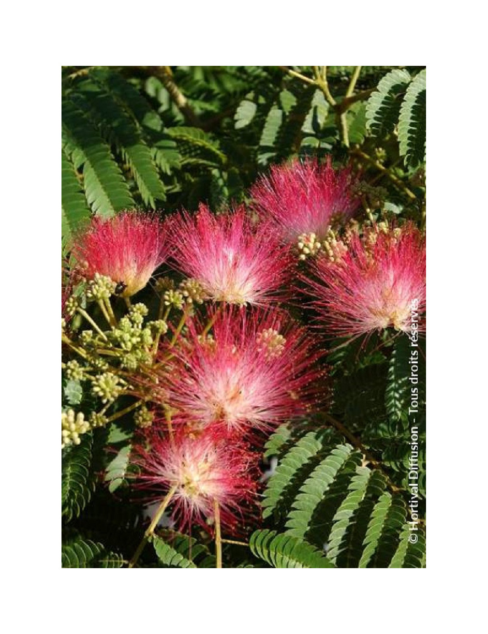 ALBIZIA julibrissin OMBRELLA