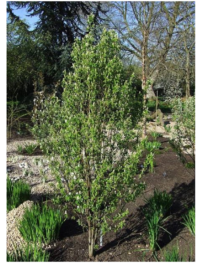 AMELANCHIER alnifolia OBELISK