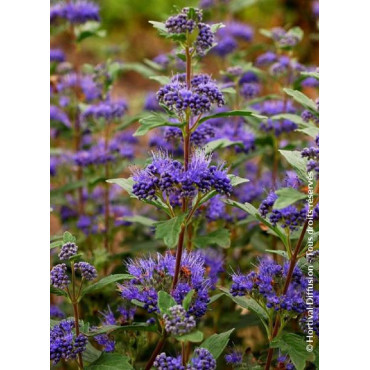 CARYOPTERIS clandonensis GRAND BLEU