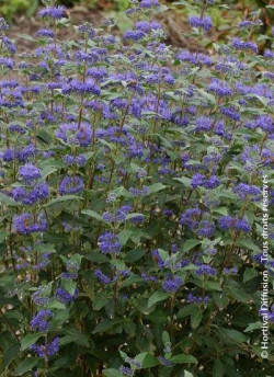 CARYOPTERIS clandonensis GRAND BLEU