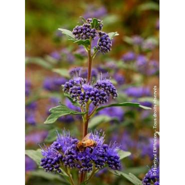 CARYOPTERIS clandonensis GRAND BLEU