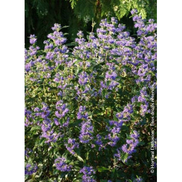 CARYOPTERIS clandonensis GRAND BLEU