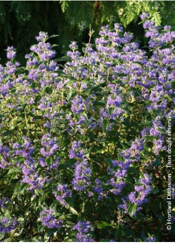 CARYOPTERIS clandonensis GRAND BLEU