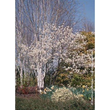 AMELANCHIER lamarckii