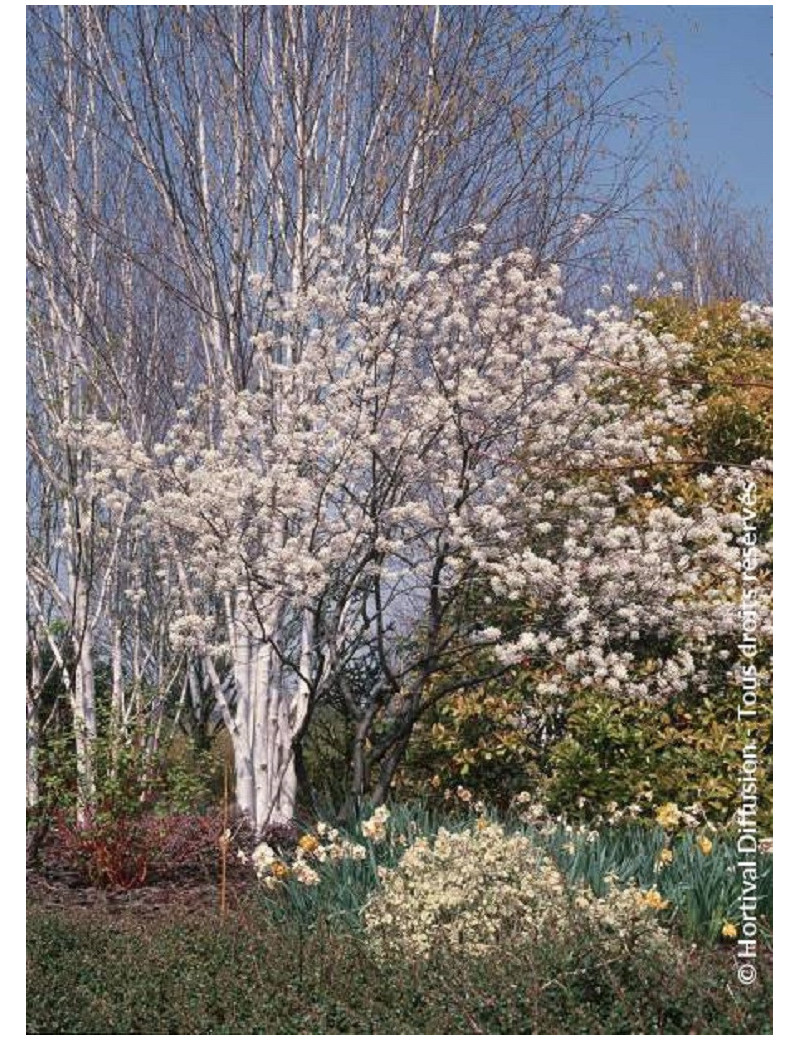 AMELANCHIER lamarckii