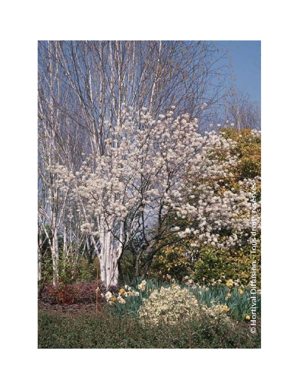 AMELANCHIER lamarckii