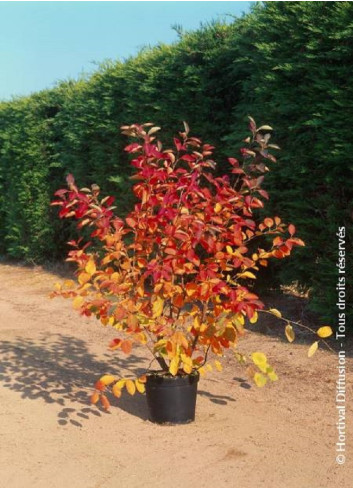 AMELANCHIER lamarckii