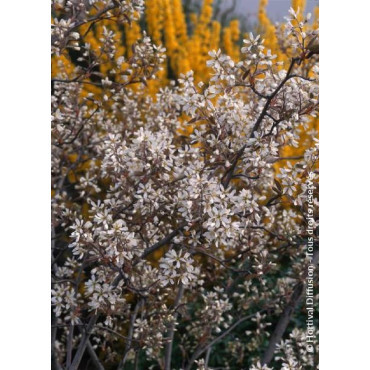 AMELANCHIER lamarckii