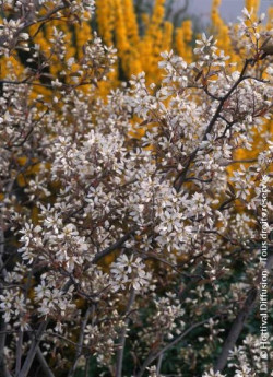 amelanchier-de-lamarck-amelanchier-lamarckii-2.jpg