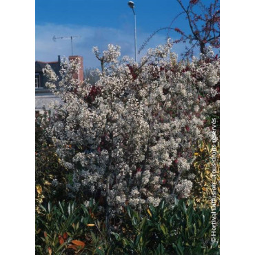 AMELANCHIER lamarckii