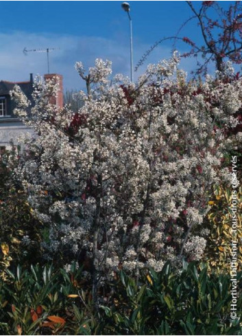 AMELANCHIER lamarckii