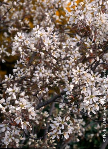AMELANCHIER lamarckii