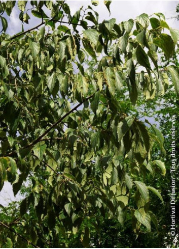 CELTIS australis