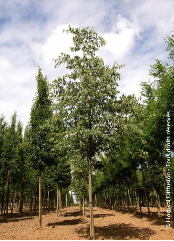 CELTIS australis