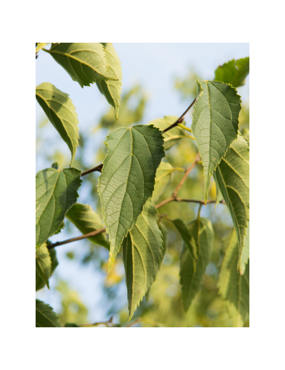 CELTIS australis