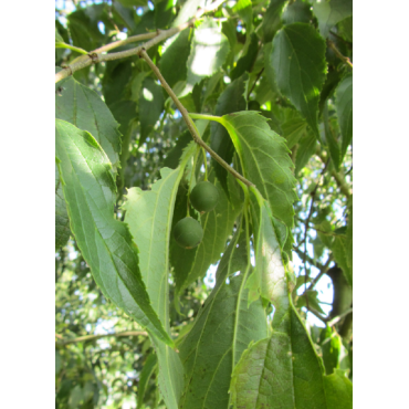 CELTIS australis