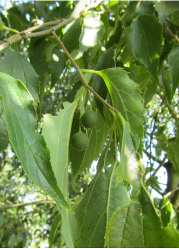 CELTIS australis