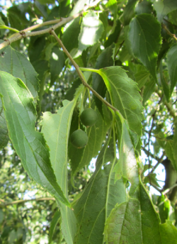 CELTIS australis