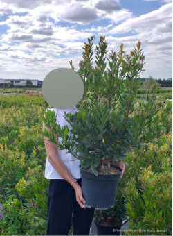 ARBUTUS unedo RUBRA En pot de 10-12 litres buisson hauteur 060-080 cm