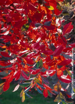 ARONIA arbutifolia BRILLIANT